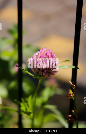 Nahaufnahme eines blühenden roten Klees, Trifolium pratense. arlington, massachusetts. Stockfoto