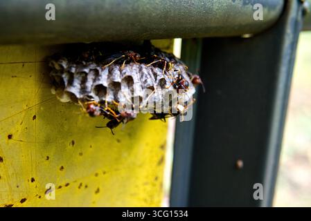 Glatzenhornissen und ein kleines Nest in Pennsylvania Stockfoto