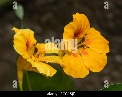 Nahaufnahme von zwei lebhaften gelben Kapuzinerkressen mit Wassertropfen, detaillierten Blütenblättern und sanfter natürlicher Beleuchtung. Ideal für Redaktion, Gartendesign, Stockfoto