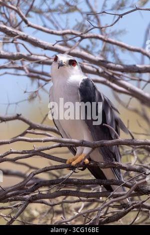 Schwarzschulterdrachen oder Schwarzflügeldrachen (Elanus caeruleus), die bei Sonnenuntergang auf Baumästen thront, Kruger-Nationalpark, Südafrika Stockfoto
