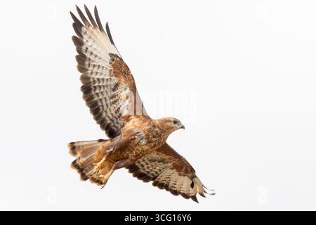 Rufous Form von gemeinem Bussard oder Steppe Bussard (Buteo vulpinus) rufous Form Fliegen, im Flug, Swellendam, Westkap, Südafrika Stockfoto