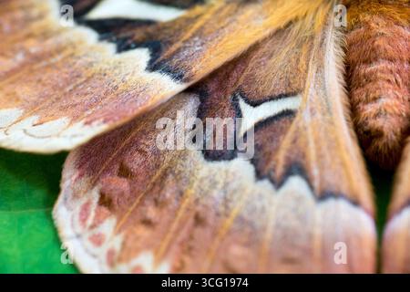 Nahaufnahme der Flügel eines weiblichen Tulpenbaumseidenmuts (Callosamia angulifera) Stockfoto