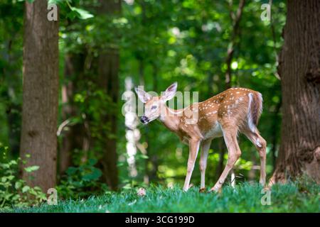 Ein junges geflecktes Weißschwanz-Rehkitz, das im Wald steht Stockfoto