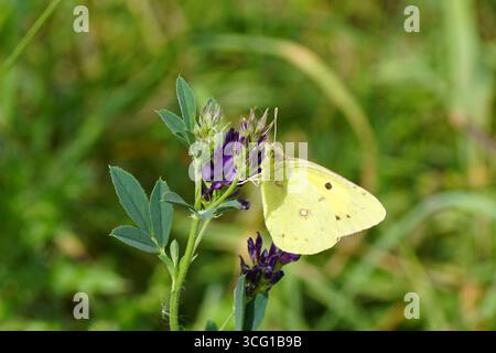 Schmetterling getrübt Gelb (Colias crocea), Familie Pieridae auf Blumenblüten von Alfalfa, Luzern (Medicago sativa). Sommer, Juli, Niederlande Stockfoto