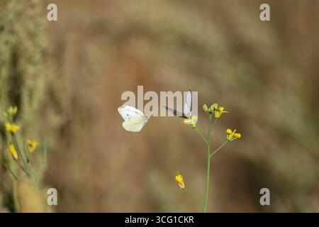 Große weiße Pieris brassicae, zwei Erwachsene Schmetterlinge, die Brassica rapa fressen subsp.campestris Blüten innerhalb eines Feldes, Nottinghamshire, UK, August Stockfoto