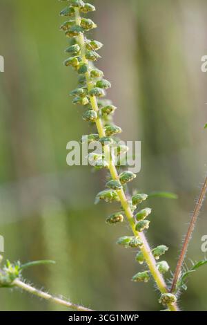Jährliches Ragweed, gemeiner Ragweed, Bitterkraut, Schweinekraut, römischer Wermut (Ambrosia artemisiifolia), blühend, Deutschland Stockfoto