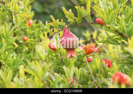 Zwerggranatapfel (Punica granatum 'Nana', Punica granatum Nana), Jungfrucht auf dem Baum, Sorte Nana, Deutschland Stockfoto