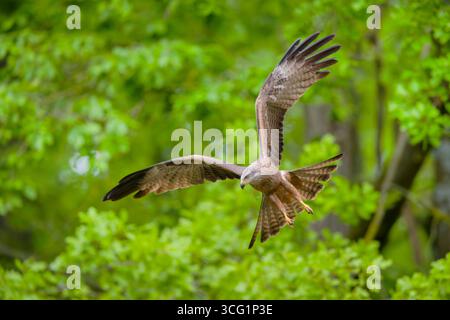 Schwarzer Drachen, Gelbschnabeldrachen (Milvus migrans), fliegt im Frühsommer in einem Wald, Deutschland, Bayern Stockfoto