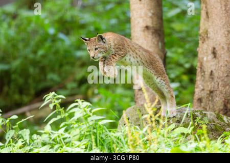 nordlynx (Lynx Lynx Lux), Jugendspringen, Deutschland, Bayern, Nationalpark Bayerischer Wald Stockfoto