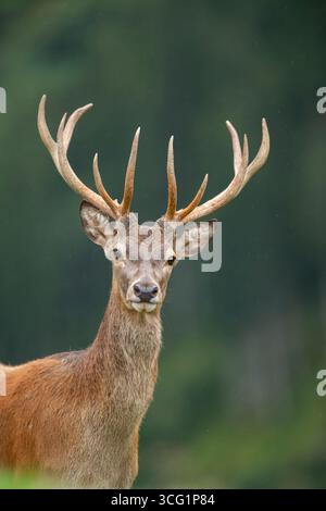 Rotwild (Cervus elaphus), Hirschporträt, Österreich, Tirol Stockfoto