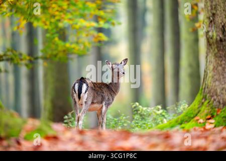 Damhirsch (Dama dama, Cervus dama), im Herbst in einem Wald stehend, Deutschland, Bayern Stockfoto