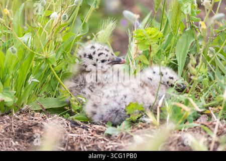 Gelbbeinmöwe (Larus michahellis, Larus cachinnans michahellis), Paar Gelbbeinmöwen-Küken auf ihrem Nest, Italien, Sardegna Stockfoto