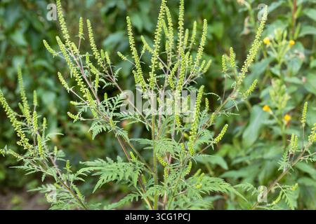 Jährliches Ragweed, gemeiner Ragweed, Bitterkraut, Schweinekraut, römischer Wermut (Ambrosia artemisiifolia), blühend, Deutschland Stockfoto