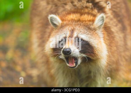 Gewöhnlicher Waschbär (Procyon lotor), Porträt, Vorderansicht, Deutschland, Bayern Stockfoto