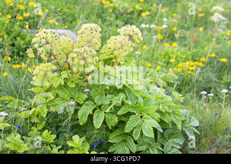 angelica (Angelica archangelica ssp. Litoralis), blühend, Norwegen Stockfoto
