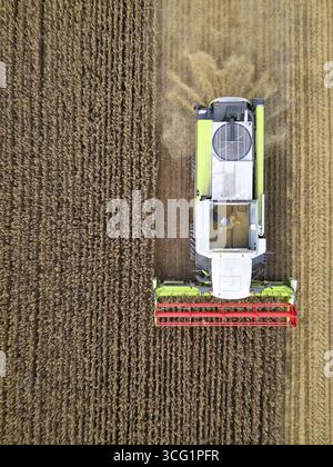 Mähdrescher erntet Getreide, Luftaufnahme, Deutschland, Nordrhein-Westfalen Stockfoto