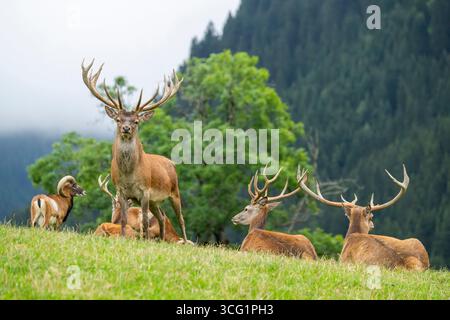 Rotwild (Cervus elaphus), Gruppe Hirschbullen mit Mufflon auf einer Bergwiese, Österreich, Tirol Stockfoto