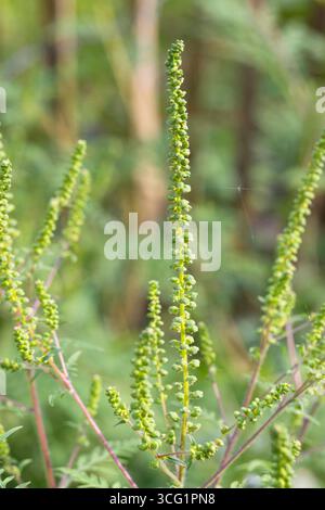 Jährliches Ragweed, gemeiner Ragweed, Bitterkraut, Schweinekraut, römischer Wermut (Ambrosia artemisiifolia), blühend, Deutschland Stockfoto