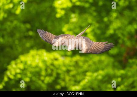 Schwarzer Drachen, Gelbschnabeldrachen (Milvus migrans), fliegt im Frühsommer in einem Wald, Deutschland, Bayern Stockfoto