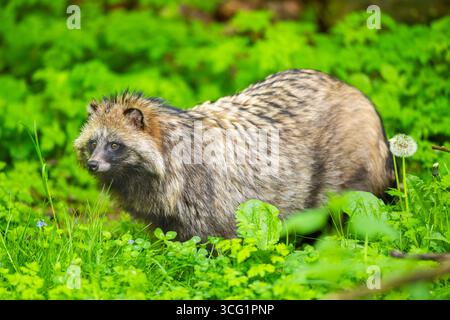 Marderhund (Nyctereutes procyonoides), im Gras stehend, Deutschland, Bayern Stockfoto