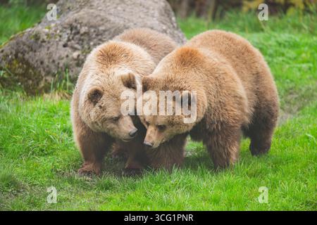 Europäischer Braunbär (Ursus arctos arctos), zwei Bären auf einer Wiese, Deutschland, Bayern Stockfoto