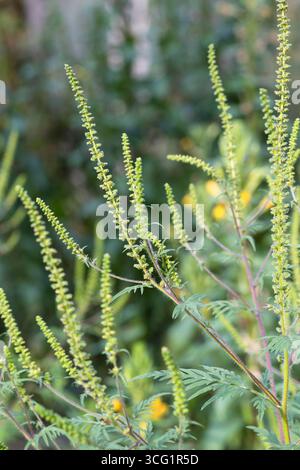 Jährliches Ragweed, gemeiner Ragweed, Bitterkraut, Schweinekraut, römischer Wermut (Ambrosia artemisiifolia), blühend, Deutschland Stockfoto