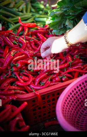 Frauen Mann pflücken Chilis von Hand Stockfoto