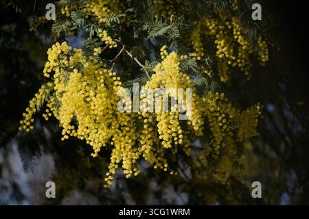 Nahaufnahme von leuchtenden gelben Akaziendealbata-Blüten, auch bekannt als Silberklatsche oder Mimosa, die im Frühjahr auf einem Baumzweig blühen Stockfoto