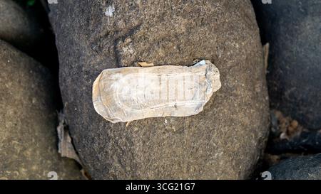 Benutzte Menstruationspads liegen auf Flussfelsen. Es sieht schmutzig und ekelhaft aus. Stockfoto