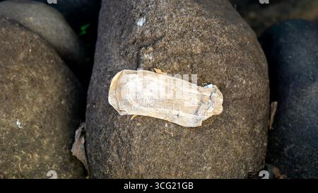 Benutzte Menstruationspads liegen auf Flussfelsen. Es sieht schmutzig und ekelhaft aus. Stockfoto
