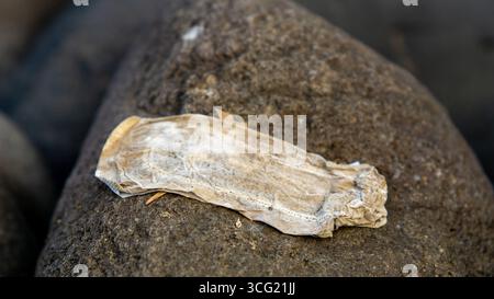 Benutzte Menstruationspads liegen auf Flussfelsen. Es sieht schmutzig und ekelhaft aus. Stockfoto