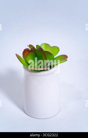 Studio-Aufnahme einer kleinen künstlichen Sukkulenten Pflanze in einem weißen Keramiktopf, isoliert auf weißem Hintergrund Stockfoto
