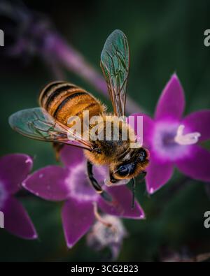 Eine Nahaufnahme einer Biene auf einer Blume, die komplizierte Details ihres Körpers, ihrer Flügel und natürlichen Farben zeigt. Stockfoto