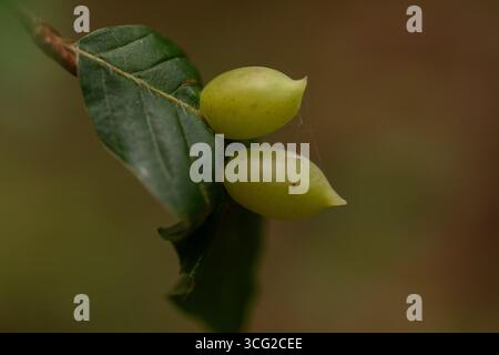 Spindelgallen auf europäischem Privatblatt, Makronaht von Dasineura ligustri auf Ligustrum vulgare mit weichem Bokeh und geringer Schärfentiefe Stockfoto