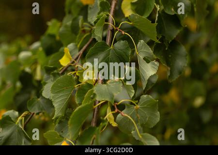 Nahaufnahme herzförmiger, kleinblättriger Lindenblätter (Tilia cordata) auf Ästen mit grüner Textur und geringer Feldetiefe im Naturwald Stockfoto