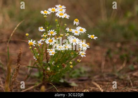 Matricaria chamomilla wilde Kamille, Makronaht von Weißrochenröschen und gelben Scheibenzentren auf einer Wiese in Europa; geringe Tiefenschärfe Stockfoto
