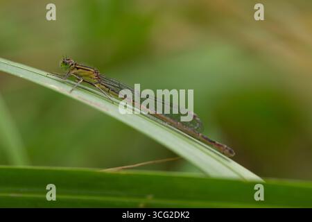 Grüne Damselfliege Ischnura elegans auf Grasblatt, Makronaht mit durchscheinenden Flügeln, grünen Augen und Brustmarkierungen; geringe Schärfentiefe Stockfoto