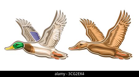 Vektorpaar von fliegenden Enten, 2 ausgeschnittene Illustrationen von männlichen und weiblichen Wildenten mit gewebten Füßen auf weißem Hintergrund Stock Vektor