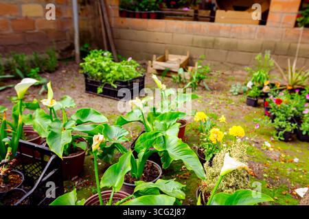 Kleine Arum Lilie mit weißen Blüten und grünen Blättern, Zantedeschia aethiopica, auch bekannt als Calla Lilie und Arum Lilie Stockfoto