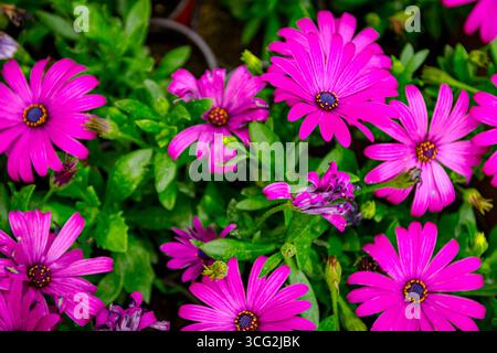 Osteospermum ecklonis mit violetter Blume, allgemein bekannt als cape marguerite als blühende, abstrakte Draufsicht, Hintergrund. Stockfoto
