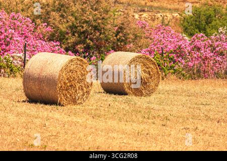 Zwei große Heuballen ruhen auf einem trockenen goldenen Feld, die Ernte und das ländliche Leben symbolisieren. Leuchtend rosa Blumen im Hintergrund sorgen für einen lebendigen Kontrast zum Stockfoto
