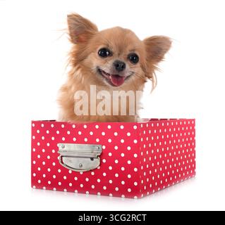Little Chihuahua vor weißem Hintergrund Stockfoto