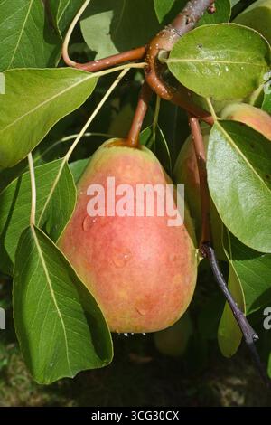 23.08.2025 Birne Deutschland/Sachsen Anhalt/Altmark/Altmarkkreis Salzwedel/Stadt Klötze/Ortsteil Kusey/Garten/Birnbaum/fast reife Birne hängt am Baum/Wassertropfen an der Frucht *** 23 08 2025 Birne Deutschland Sachsen Anhalt Altmarkkreis Salzwedel Stadt Klötze Bezirk Kusey Garten Birnenbaum fast reife Birne hängt am Baum Wassertropfen auf die Früchte Stockfoto