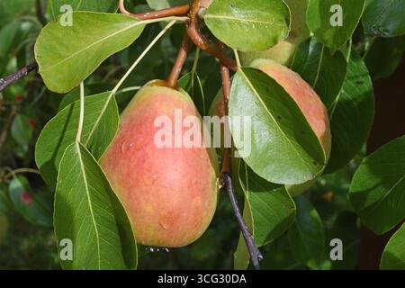 23.08.2025 Birnen Deutschland/Sachsen Anhalt/Altmark/Altmarkkreis Salzwedel/Stadt Klötze/Ortsteil Kusey/Garten/Birnbaum/fast reife Birnen hängen am Baum *** 23 08 2025 Birnen Deutschland Sachsen Anhalt Altmark Altmarkkreis Salzwedel Stadt Klötze Bezirk Kusey Garten Birnenbaum fast reife Birnen hängen am Baum Stockfoto