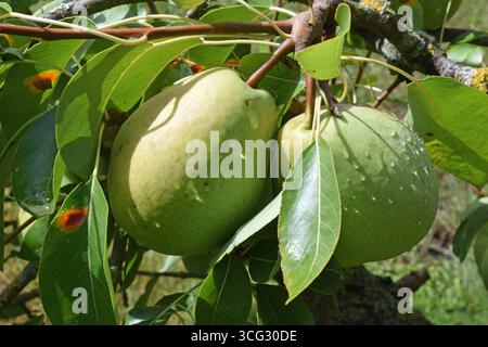23.08.2025 Birnen Deutschland/Sachsen Anhalt/Altmark/Altmarkkreis Salzwedel/Stadt Klötze/Ortsteil Kusey/Garten/Birnbaum/noch grüne Birnen hängen am Baum/Wassertropfen an den Früchten *** 23 08 2025 Birnen Deutschland Sachsen Anhalt Altmarkkreis Salzwedel Stadt Klötze Kreis Kusey Garten Birnenbaum noch grüne Birnen hängen am Baum Wassertropfen an den Früchten Stockfoto