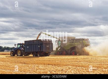 Die Rückansicht eines Claas Lexion Mähdreschers und eines New Holland-Traktors und -Anhängers während der Erntearbeiten in der Nähe der Stadt Edzell. Stockfoto