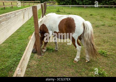Kleines braunes und weißes Pferd steht auf einem grasbewachsenen Feld hinter einem Holzzaun. Das Pferd blickt auf den Boden und isst vielleicht Gras. Die Szene ist friedlich und ruhig Stockfoto