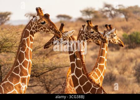 Gruppe von vernetzten Giraffen, die bei Sonnenuntergang in der afrikanischen Savanne zusammen stehen und ihre einzigartigen gemusterten Mäntel präsentieren. Stockfoto