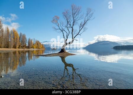 Dieser Wanaka-Baum, der als „einsamer Baum des Lake Wanaka“ bekannt ist, gilt als einer der meistfotografierten Bäume in ganz Neuseeland Stockfoto
