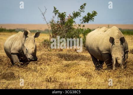 Zwei weiße Nashörner weiden auf trockenem Gras in der afrikanischen Savanne, ein mächtiges Symbol des Naturschutzes. Stockfoto